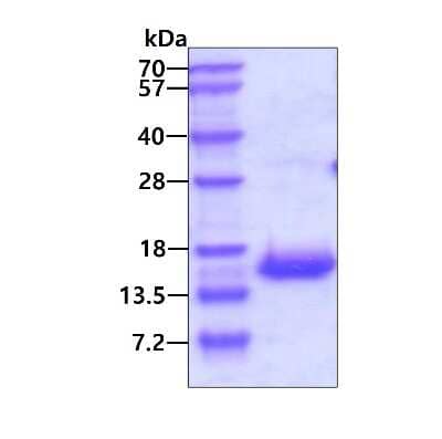 SDS-Page: Recombinant Human VOPP1 His Protein [NBP1-72322] - 3ug by SDS-PAGE under reducing condition and visualized by coomassie blue stain.